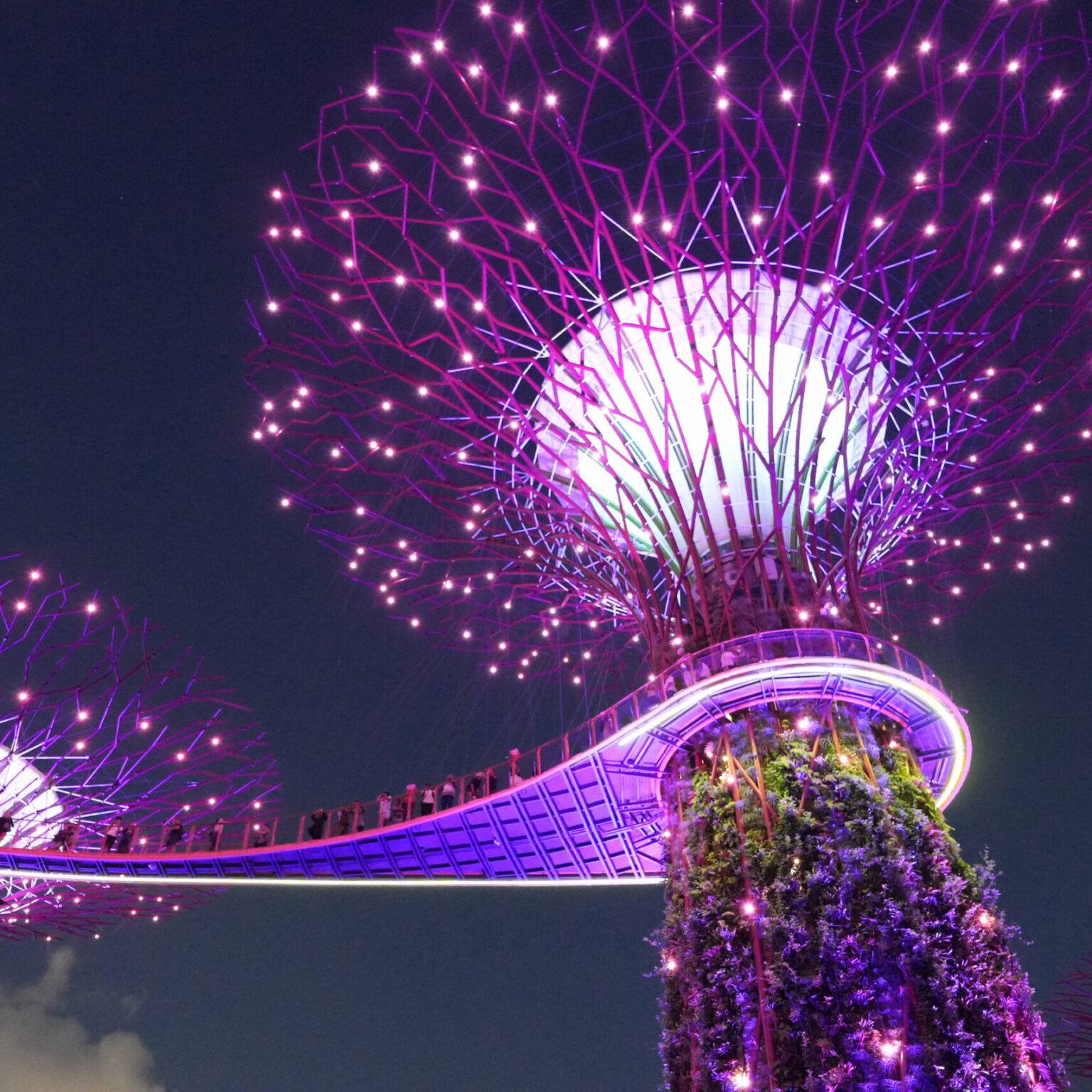 Leuchtende Supertrees in Lila bei der Lichtershow in Gardens by the Bay in Singapur