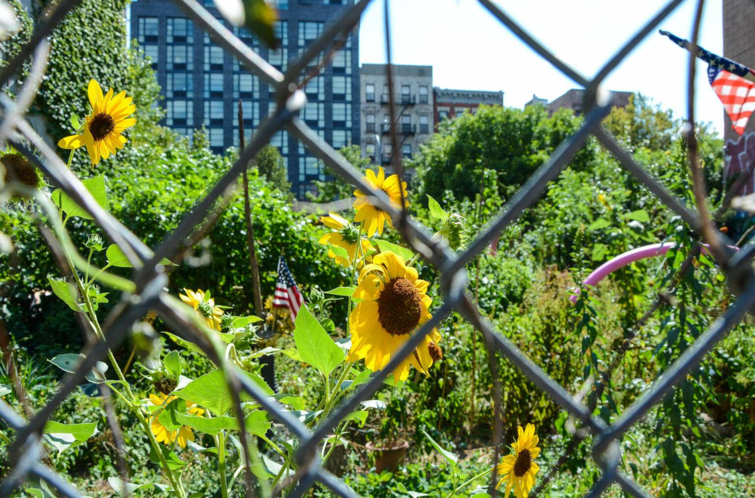 Ein jungle im concrete jungle – Urban Gardening im East Village.