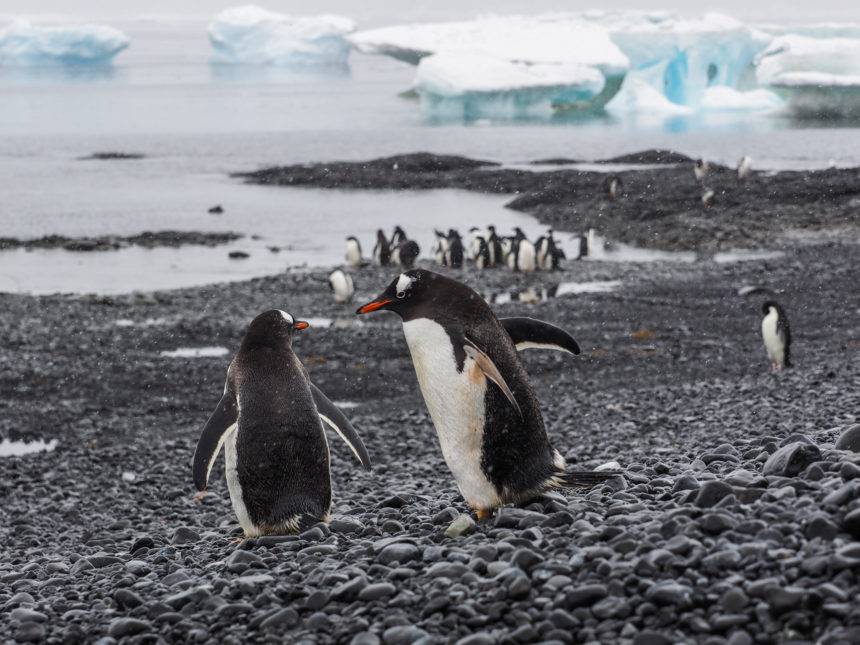 Am Ufer von Brown Bluff in der Antarktis hat sich eine kleine Kolonie Eselpinguine eingefunden.