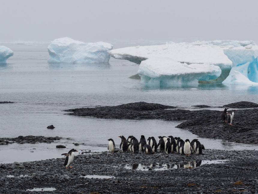 Auf dem antartikschen Festland Brown Bluff hat sich eine kleine Gruppe Pinguine vor dem Wasser mit Eisbrocken versammelt.