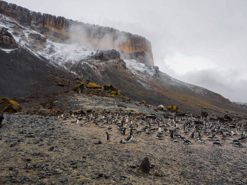Auf dem antarktischen Festland Brown Bluff suchen Adeliepinguin-Pärchen nach Brutplätzen.