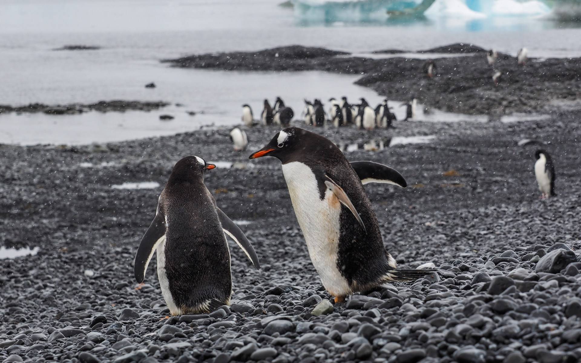 Abenteuer Antarktis: Eine Reise ins blaue Eis