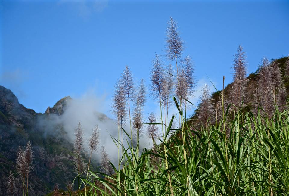 Aus dem Zuckerrohr wird Grogue hergestellt, das Nationalgetränk der Kapverden.