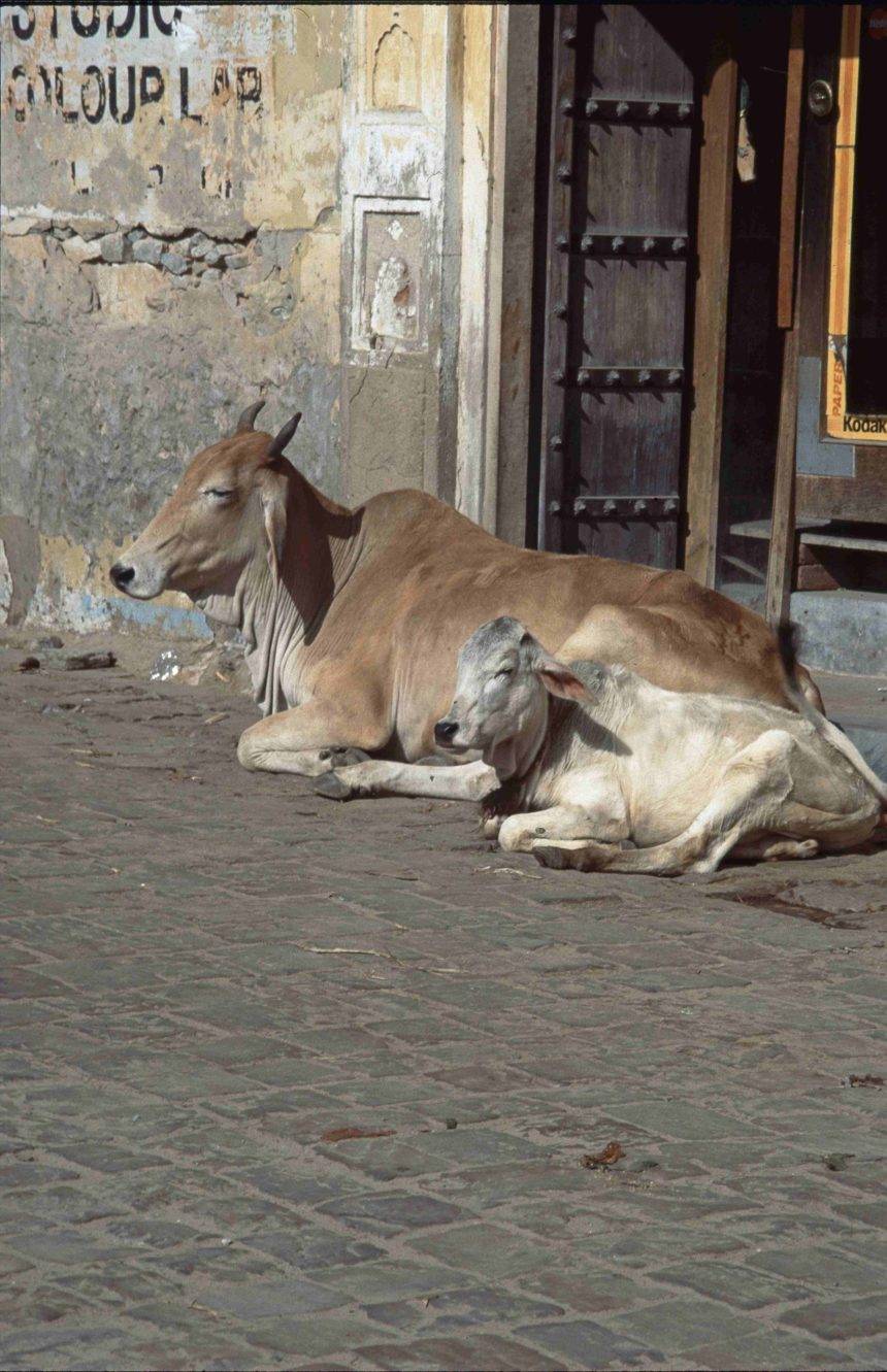 Kühe genießen im Hinduismus einen ganz besonderen Status.