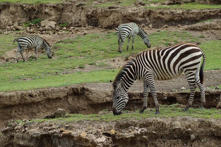 Lassen sich durch nichts aus der Ruhe bringen: Zebras beim Grasen.