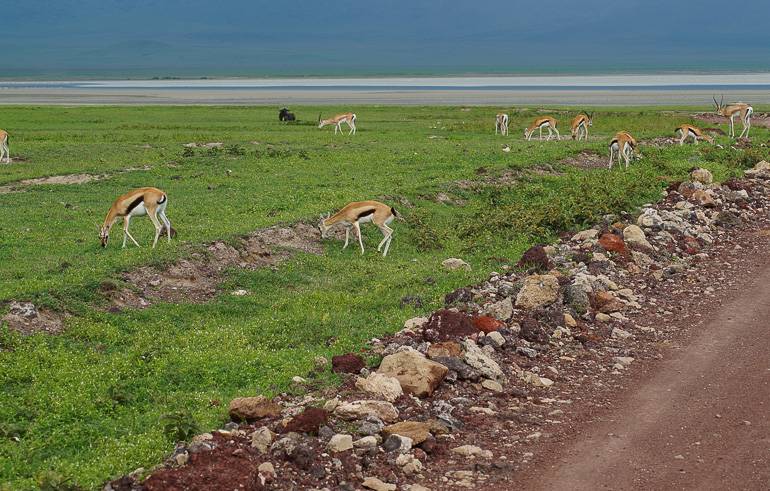 Immer munter: Gazellen gibt es im Ngorongoro Krater in Tansania ohne Ende.