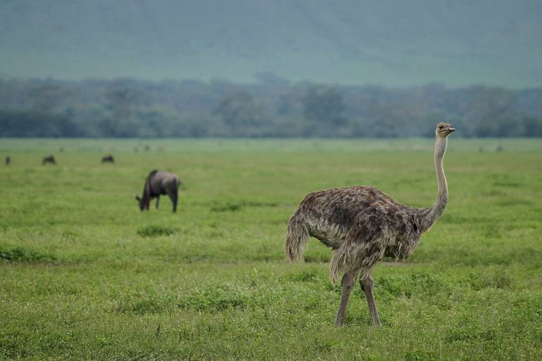 Die Sprinter unter den Tieren in Tansania: Die stolzierenden Strauße.