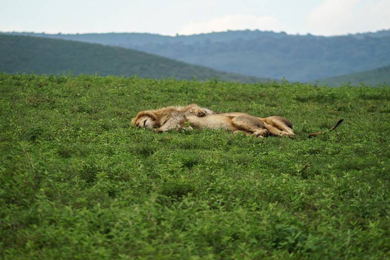 Unbeeindruckt von den vielen Touristen zeigen sich die Löwen im Ngorongoro Krater.