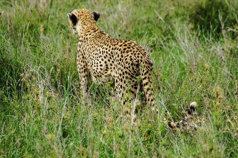 Der Gepard, auch Cheetah genannt, gilt als schnellste Raubkatze.