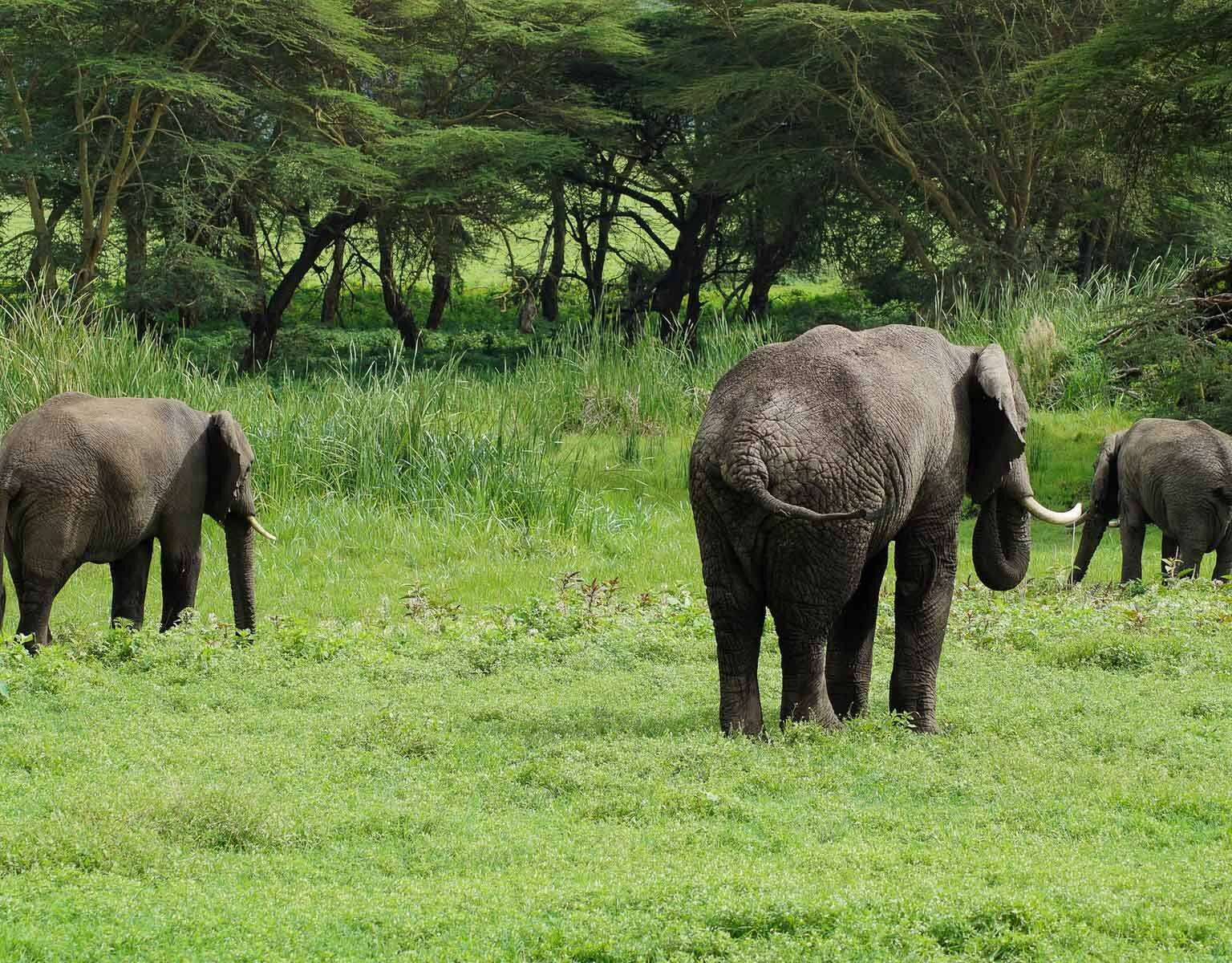 Auf Safari in Tansania Afrika stehen drei mit dem Rücken zur Kamera gewandte Elefanten im hochgewachsenem Gras.
