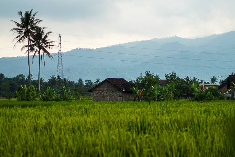 So schön kann Java sein: Grüne Reisfelder, einsame Hütten und Hügel in der Ferne.