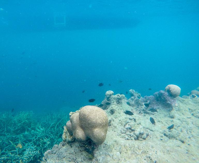 Schnorcheln durch die Unterwasserwelt der Thousand Islands.