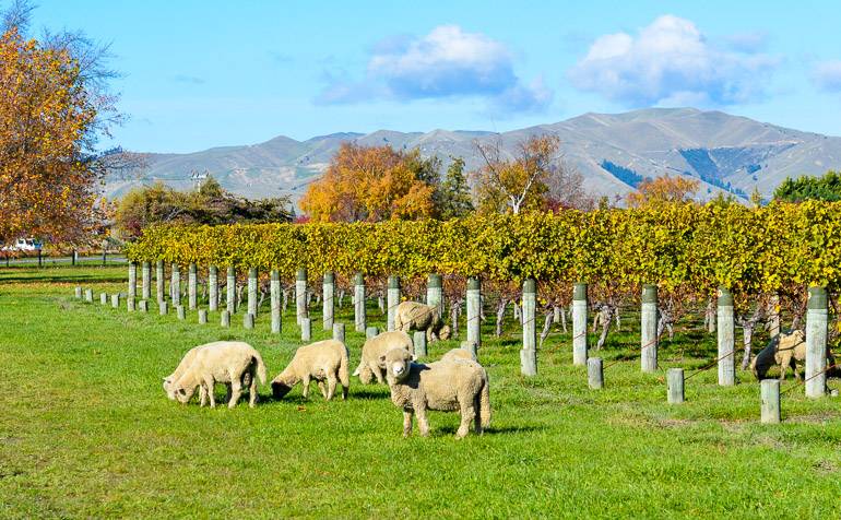 Schafe und Weinreben: In Marlborough treffen sich die kulinarischen Highlights Neuseelands.
