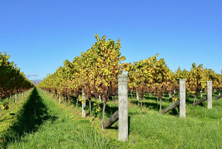 Die Weinregion Marlborough: Wein so weit das Auge reicht.