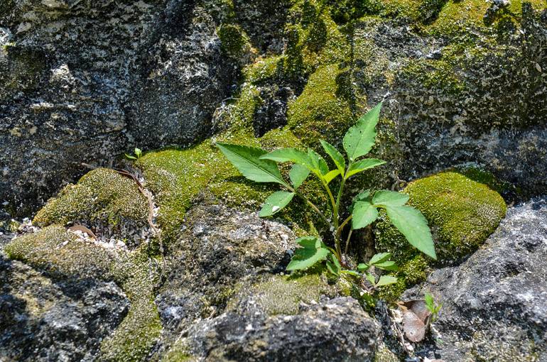 Pflanzen aller Art bahnen sich den Weg durch die Steinmassen.