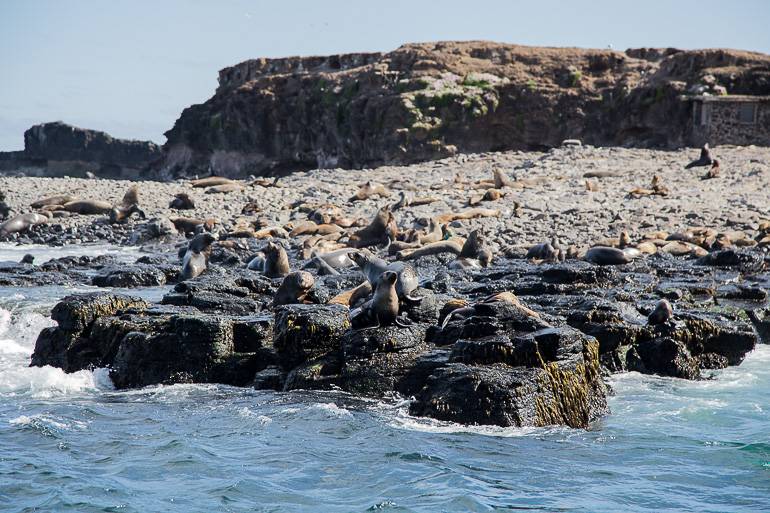 In Victoria Australien: Robben tummeln sich an einer Inselküste von Phillip Island.