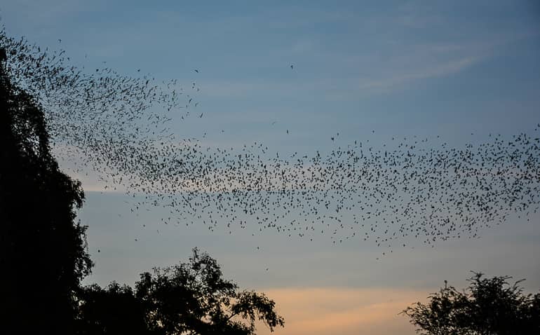 Eine Schar von Fledermäusen fliegt in der Abendsonne von Phnom Sampov in Battambang, Kambodscha aus ihren Höhlen gen Himmel um sich auf die Futtersuche zu begeben.