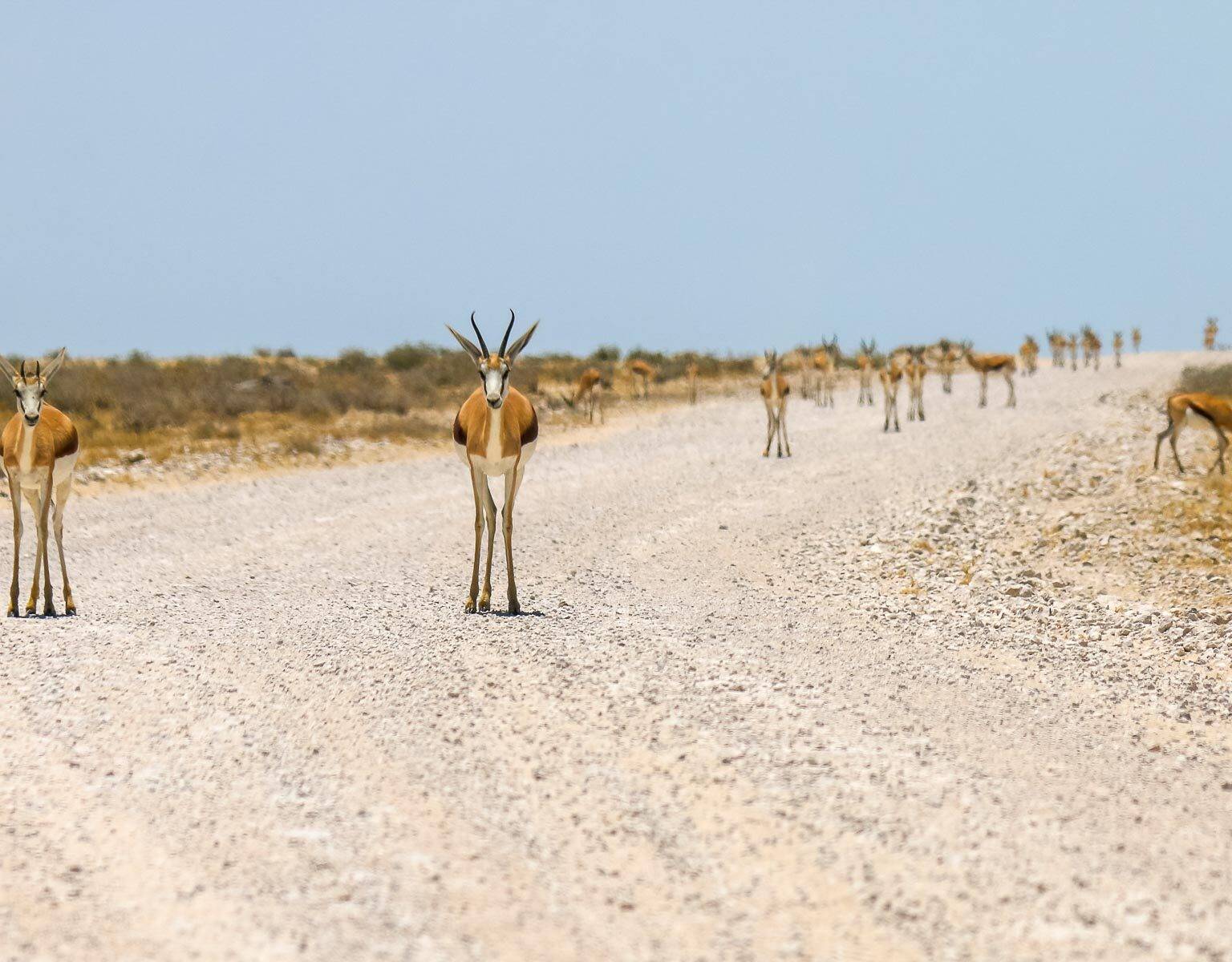 Auf einer Schotterstraße im Ethosha National Park in Namibia haben sich einige Impalas neugierig auf den Weg gemacht.