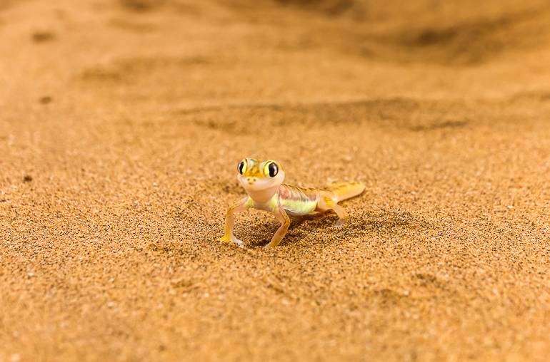 Der Namibgecko gehört zu den berühmten Little Five Namibias.