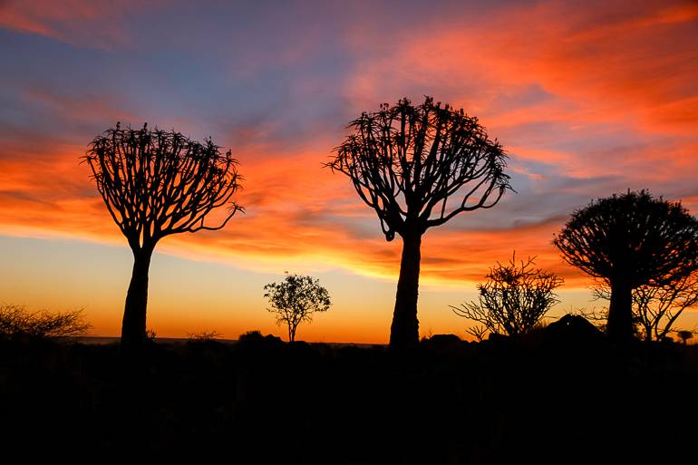 Köcherbäume sind im Sonnenuntergang ein wunderbares Motiv.