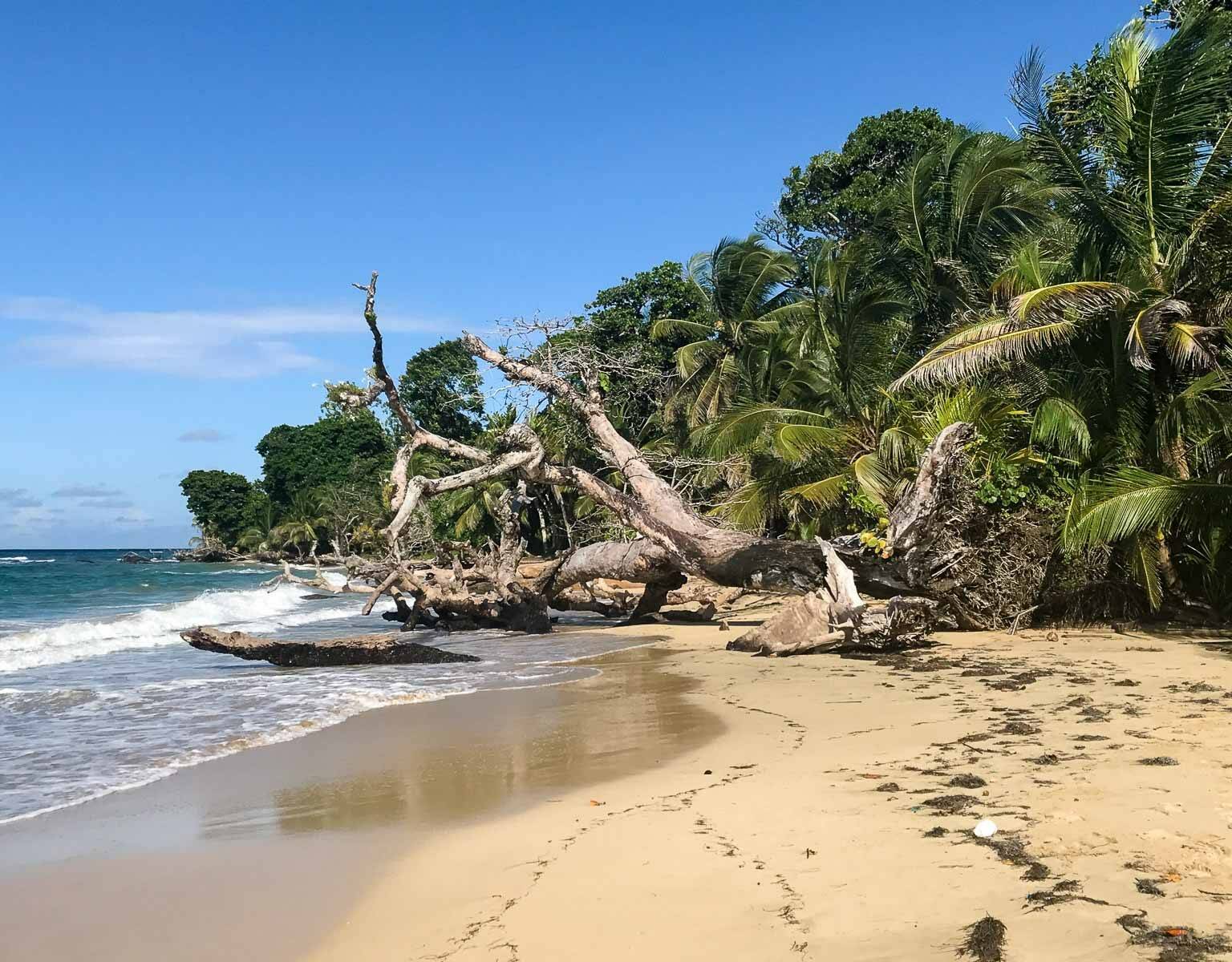 Ein entwurzelter Baum vor Palmen liegt am Sandstrand von Playa Polo in Bastimentos, Panama, Amerika.