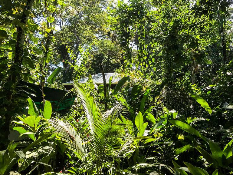 Welcome to the jungle! Blick in den Dschungel, der die Unterkünfte fast verschluckt.