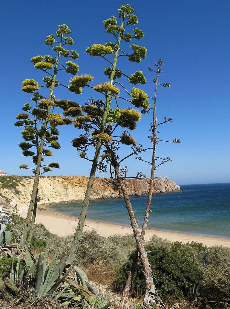 An einem Strand in Portugals Algarve wachsen in der Nähe des Meers Agaven.