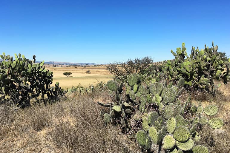 Die mexikanische Steppenlandschaft mit dürren Gräsern und Kakteen.