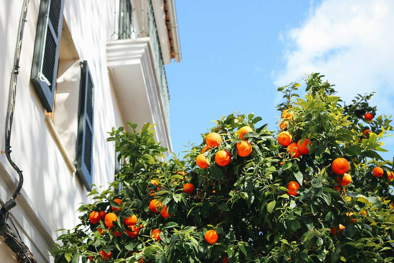 In einer schmalen Gasse bei Santa Catalina Palma blüht ein prächtiger Orangenbaum.
