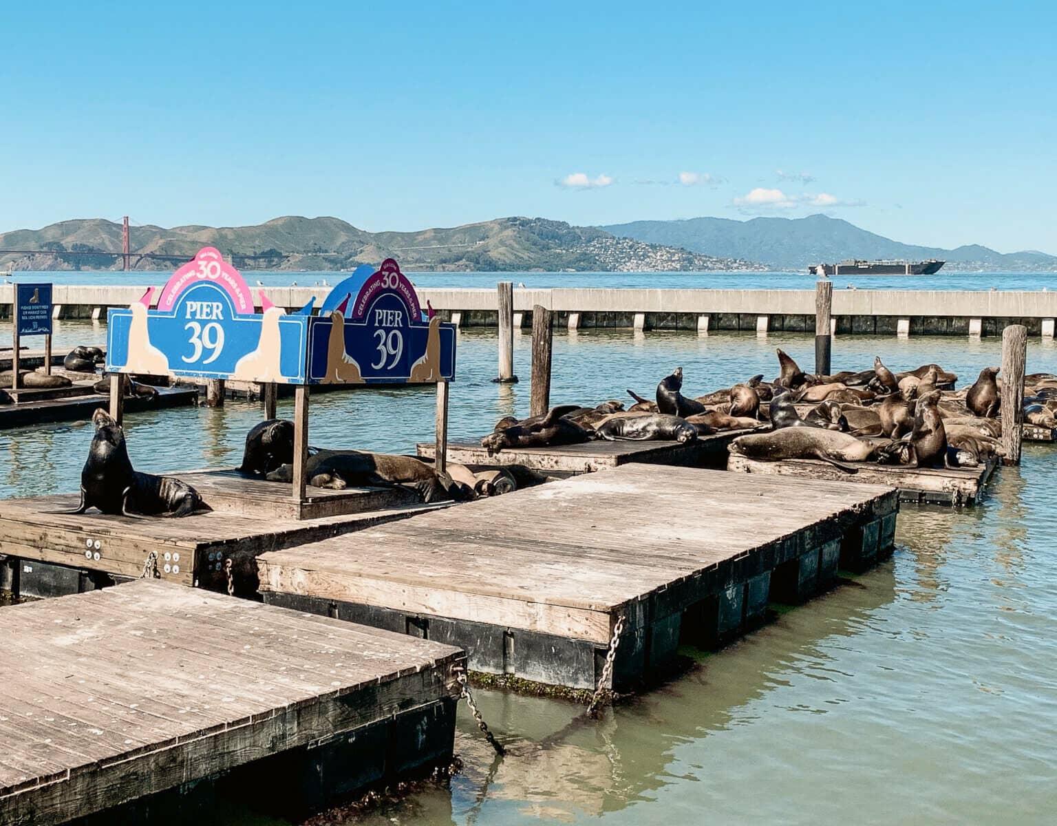 Die Seelöwen am Pier 39 von San Francisco sind eine riesige Attraktion.