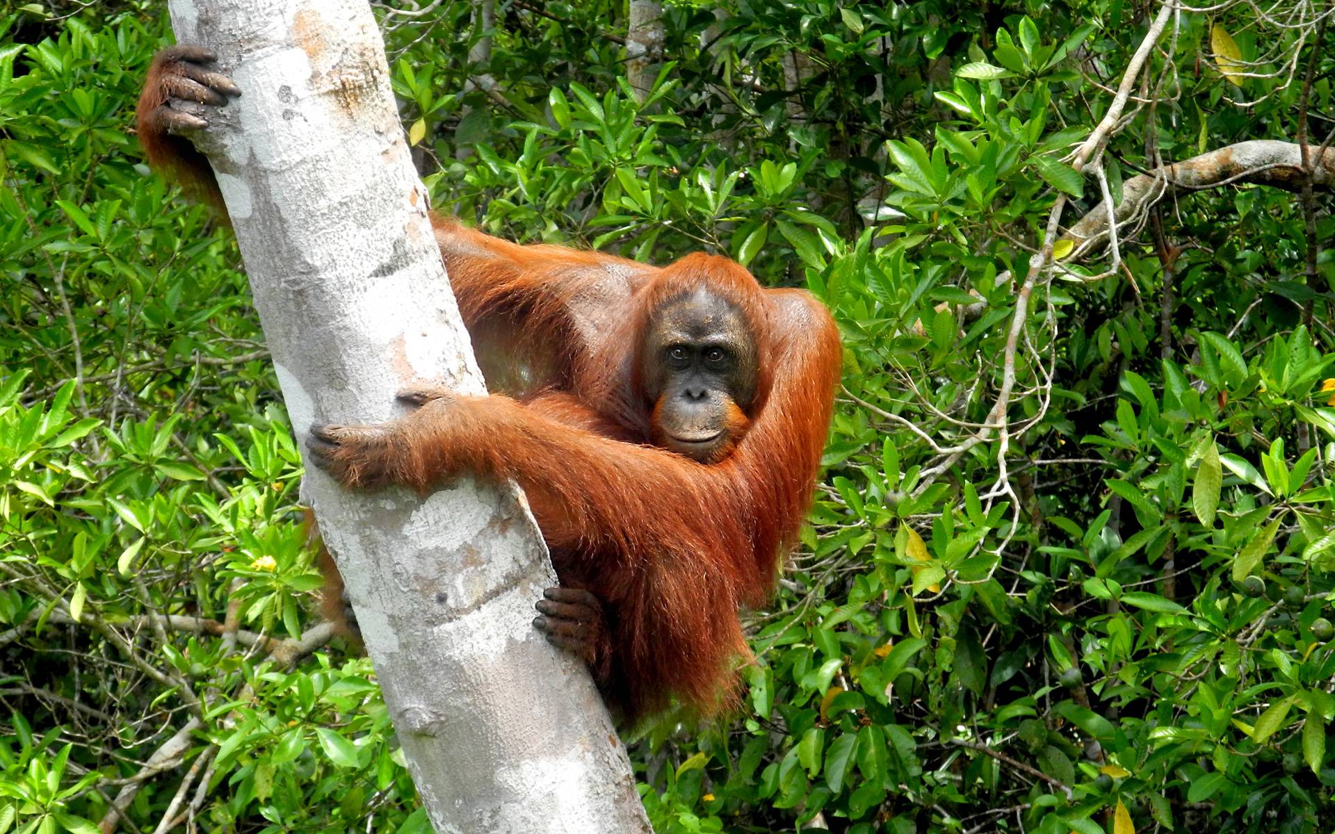 Borneo entdecken: Von Menschen und Affen