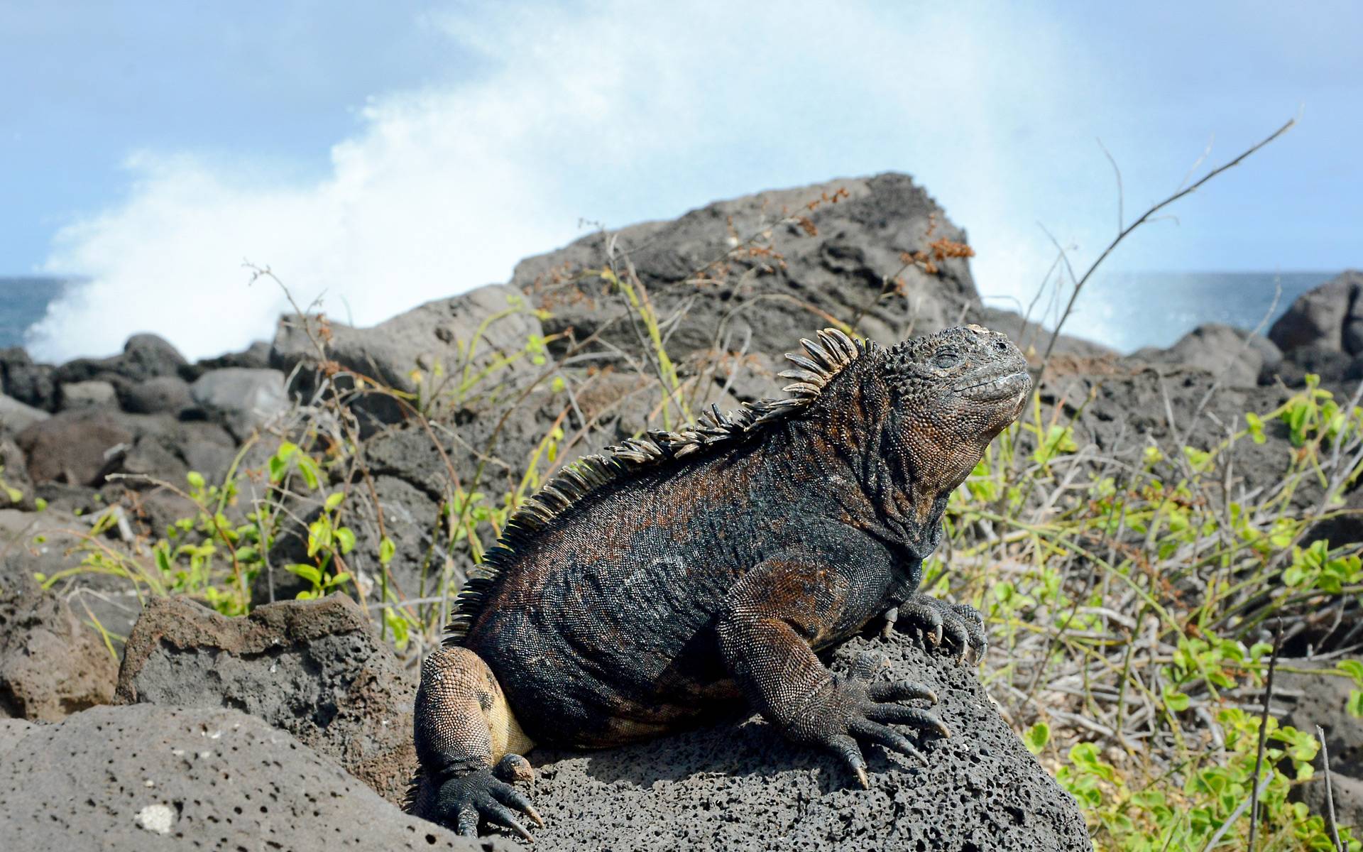 Echsen, Seelöwen, turtelnde Tölpel: Die Galápagos-Inseln