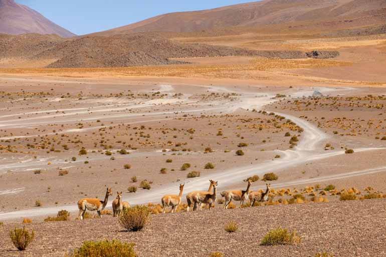Vikunjas, eine Unterart von Kamelen, kreuzen in der verdorrten Landschaft von Boliviens Lagunenroute den Weg.