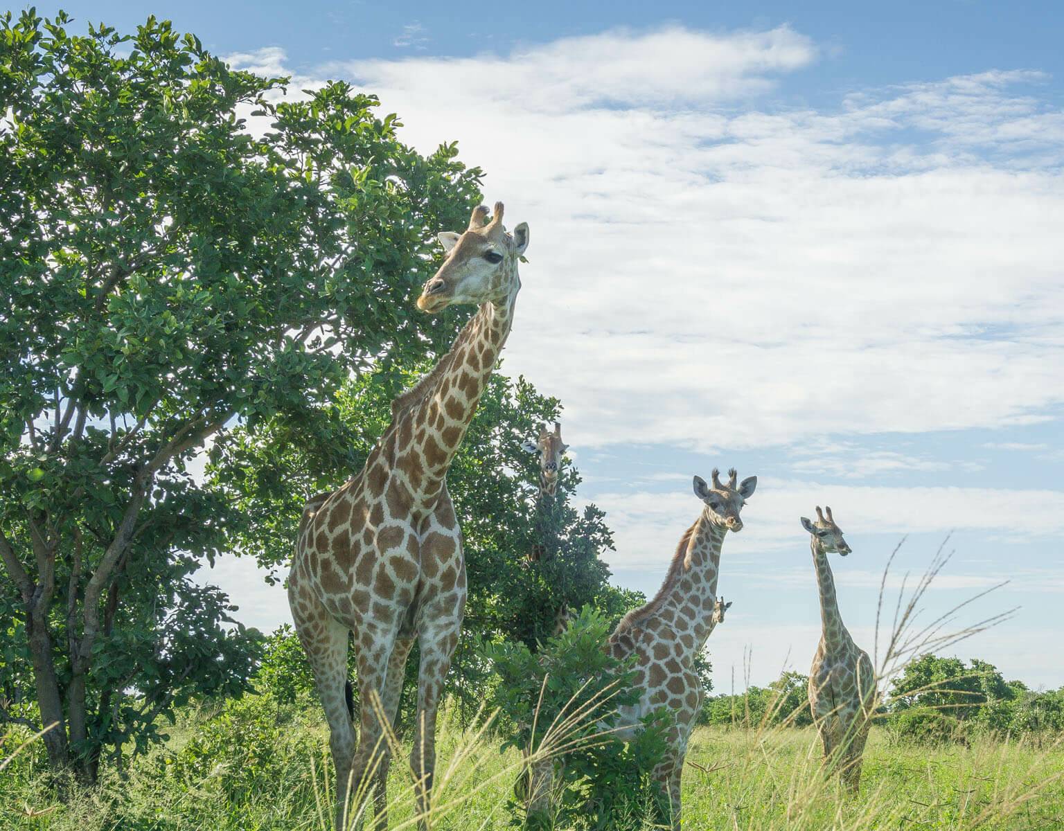 Drei Giraffen stehen auf einer Wiese im Chobe Nationalpark in Botswana.