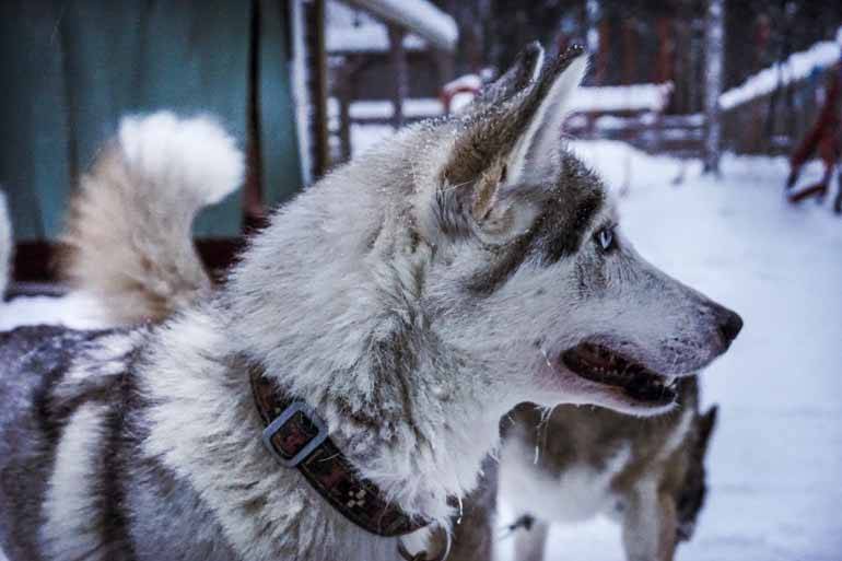 Ein Schlittenhund in Finnisch Lappland.