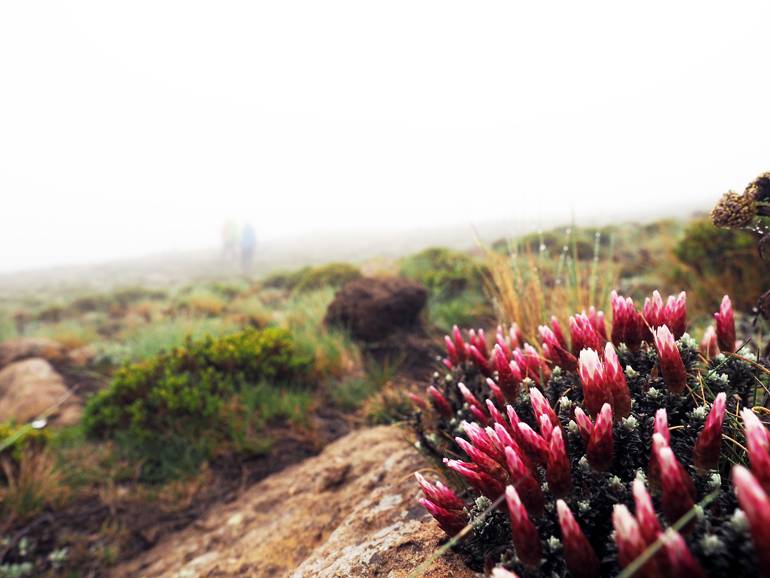 Südafrika Drakensberge: lila Blumen blühen an einem Felsen.