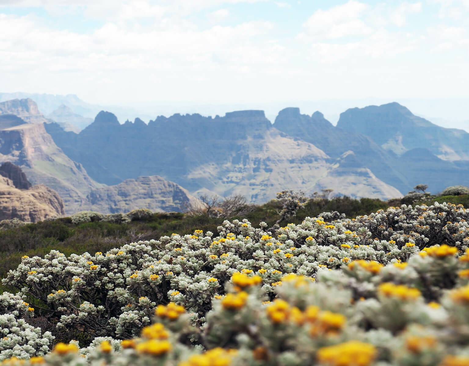 gelbe Pflanzen blühen vor Afrikas Gebirgskulisse der Drakensberge.