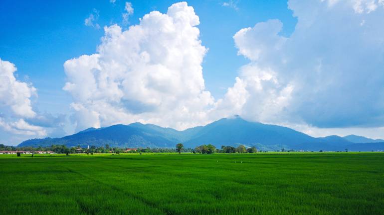 Ausblick auf die Reisfelder und den Gunung Raya im Hintergrund.