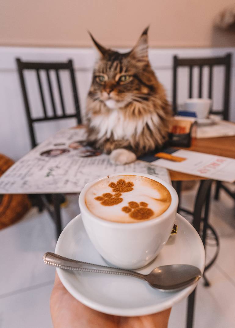 Cremiger „Catpuccino“ mit Katzenpfoten aus Kakao im Katzencafé.