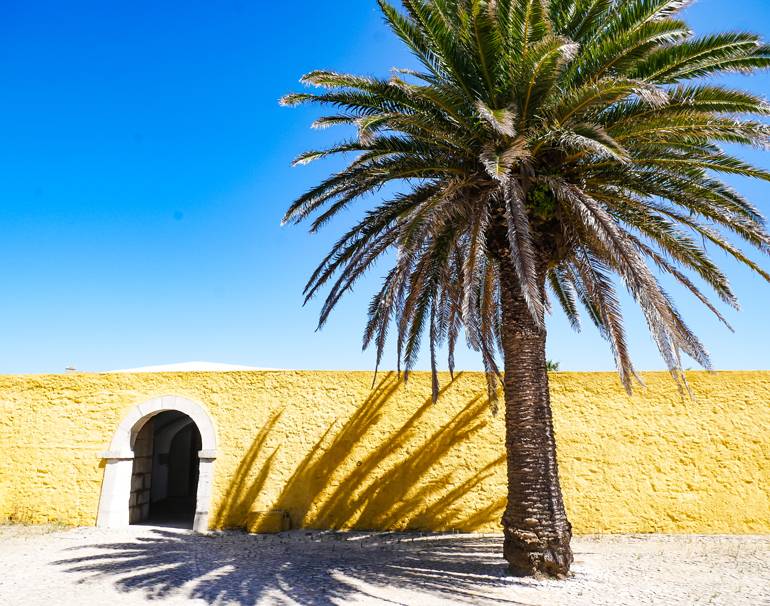 Einer Palme steht vor den gelben Mauern eines Forts, strahlend blauer Himmel.