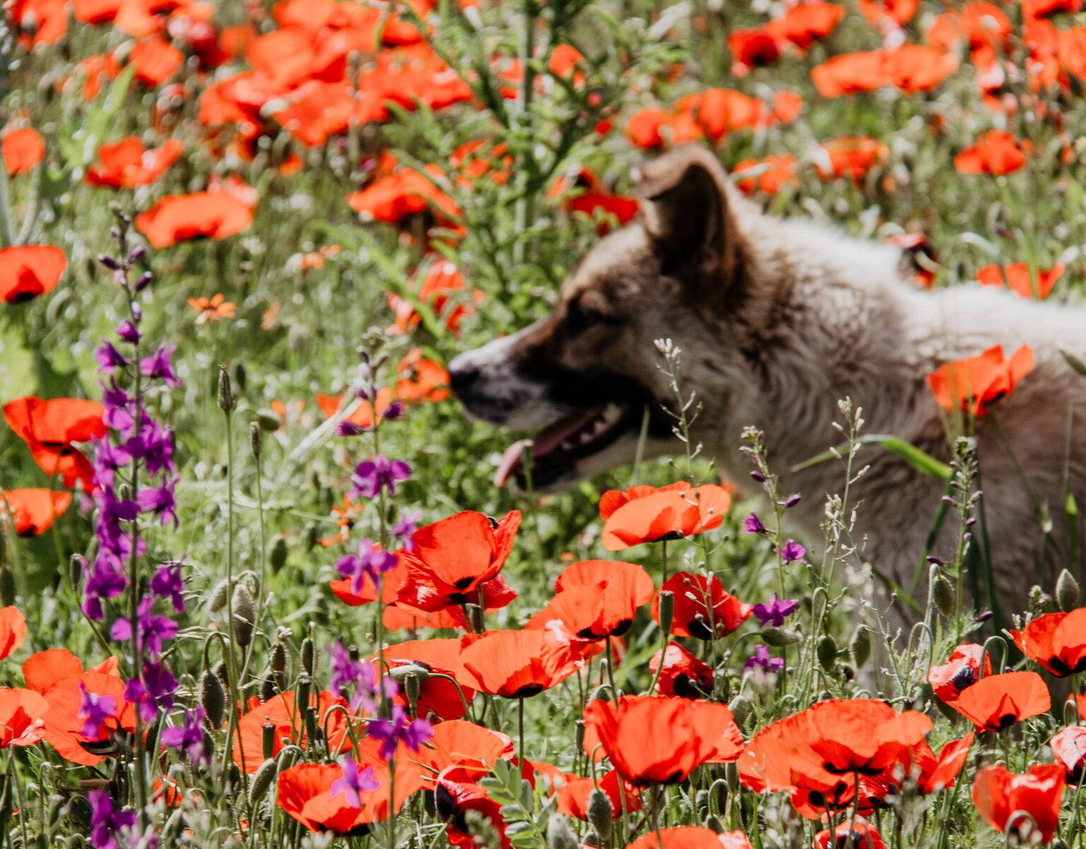 Ein Mohnblumenfeld in Armenien, durch das ein Hund läuft.