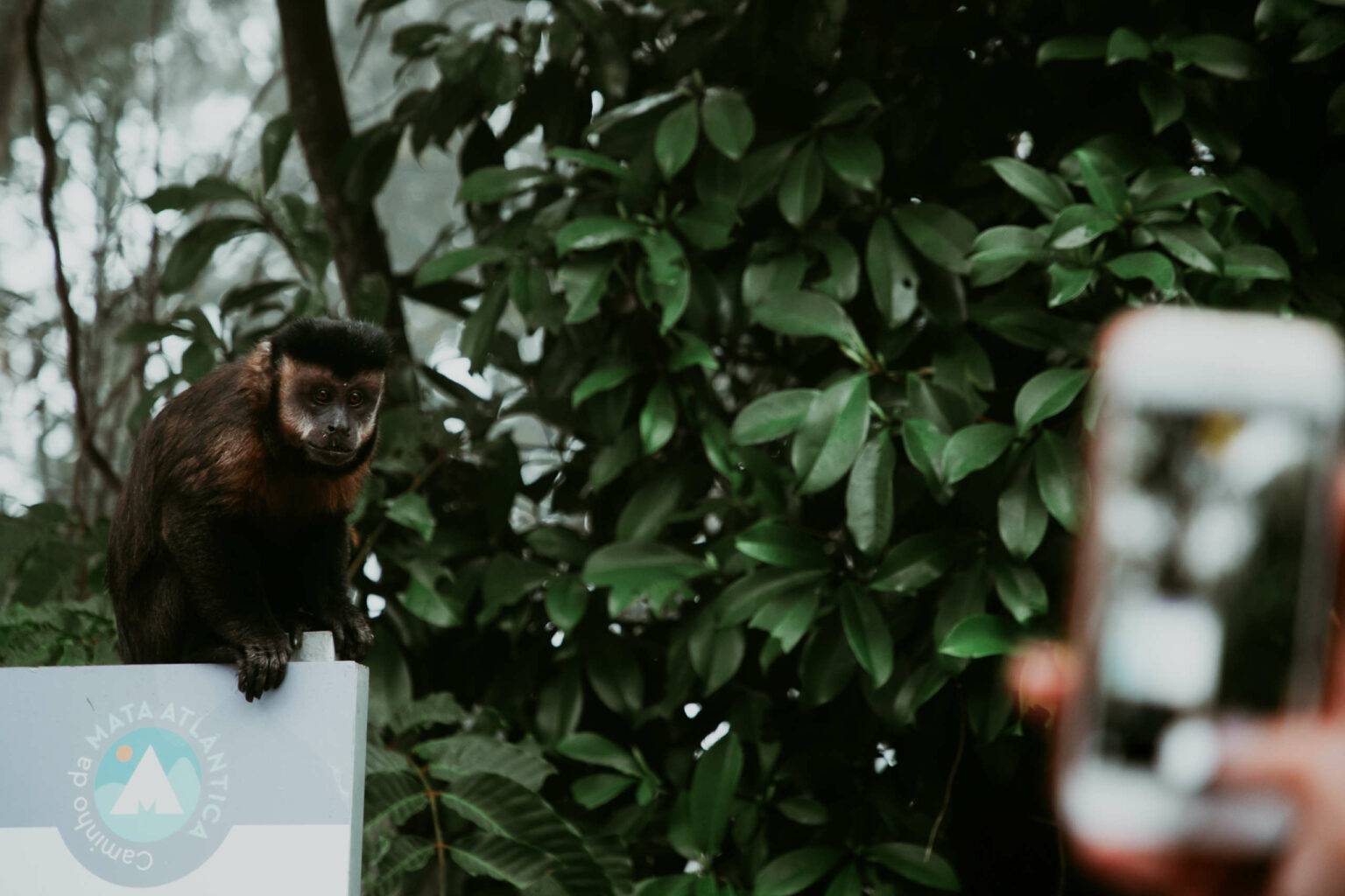 Affen sind in den Wäldern von Rio oft zu sehen.