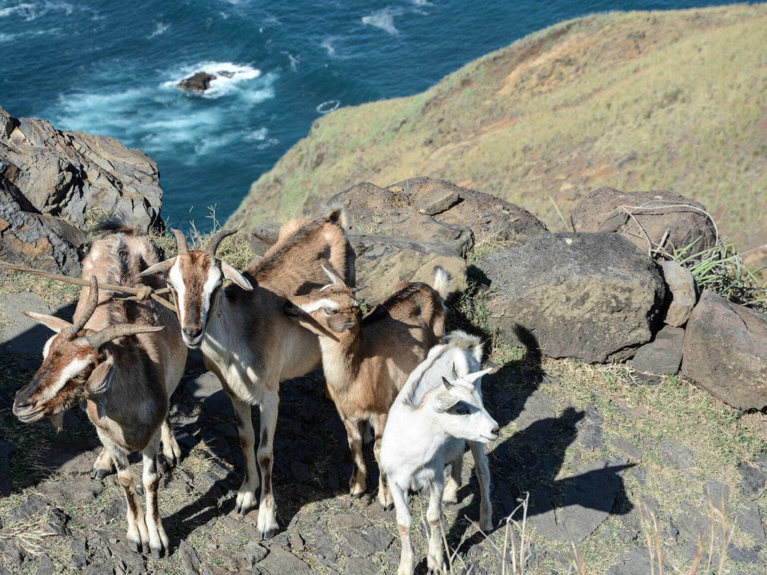 Ziegen auf einer Klippe der Kapverden, unter ihnen das Meer.