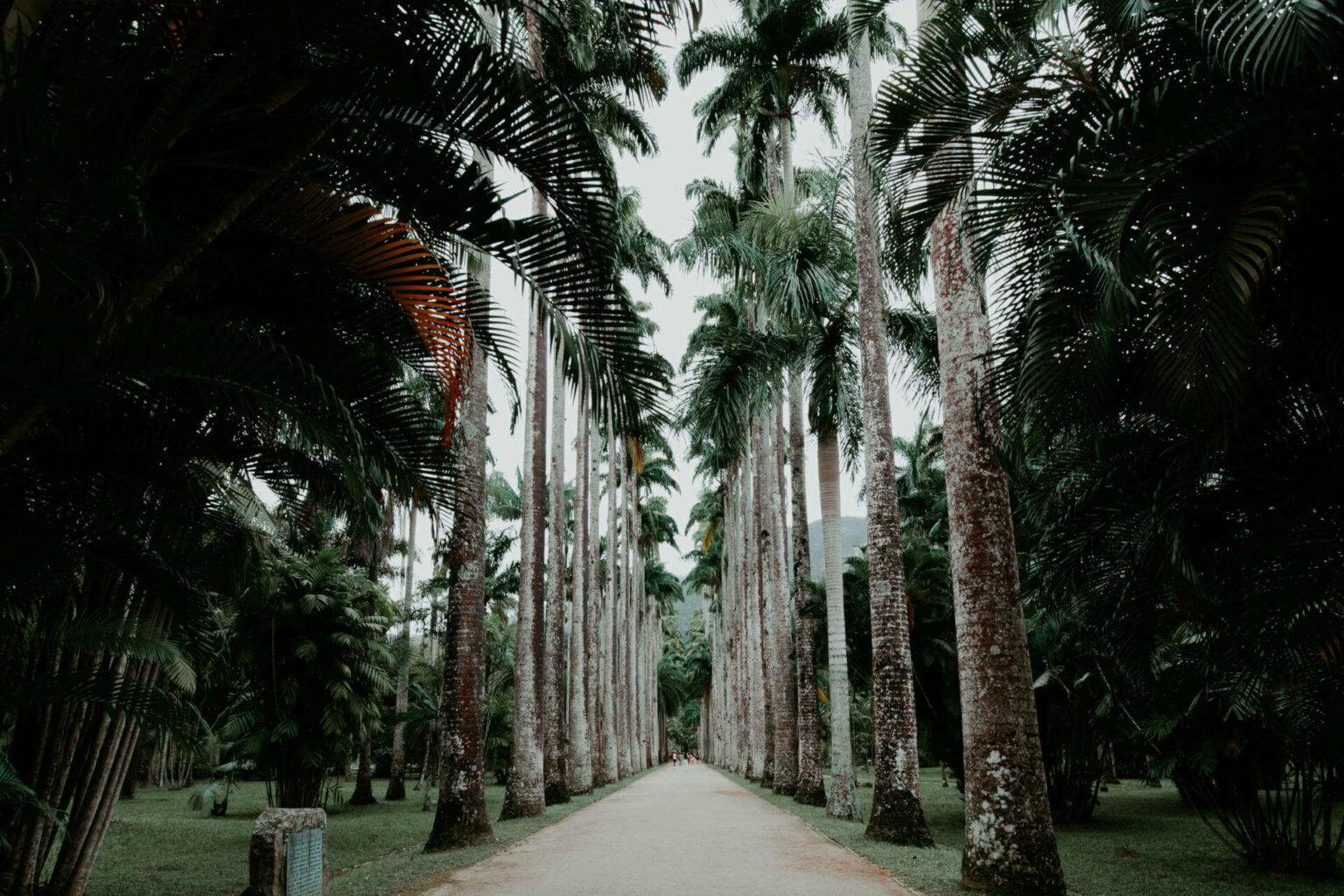 Beeindruckend: Die riesigen Palmen im Jardim Botânico in Rio.