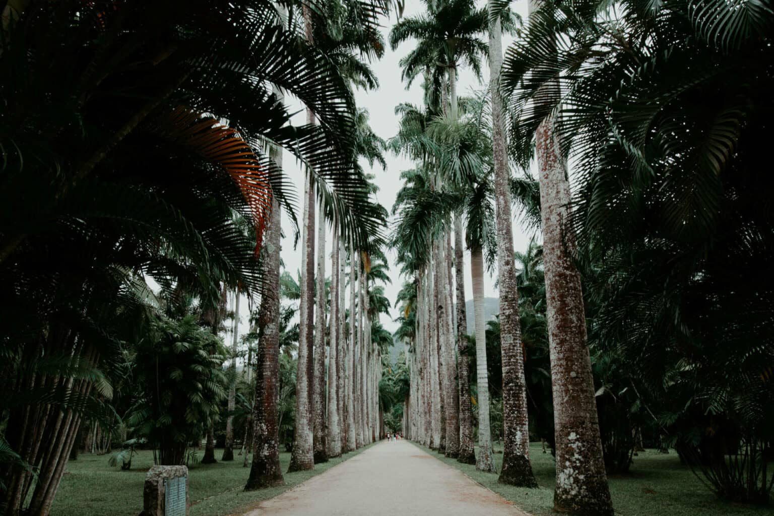 Beeindruckend: Die riesigen Palmen im Jardim Botânico in Rio.