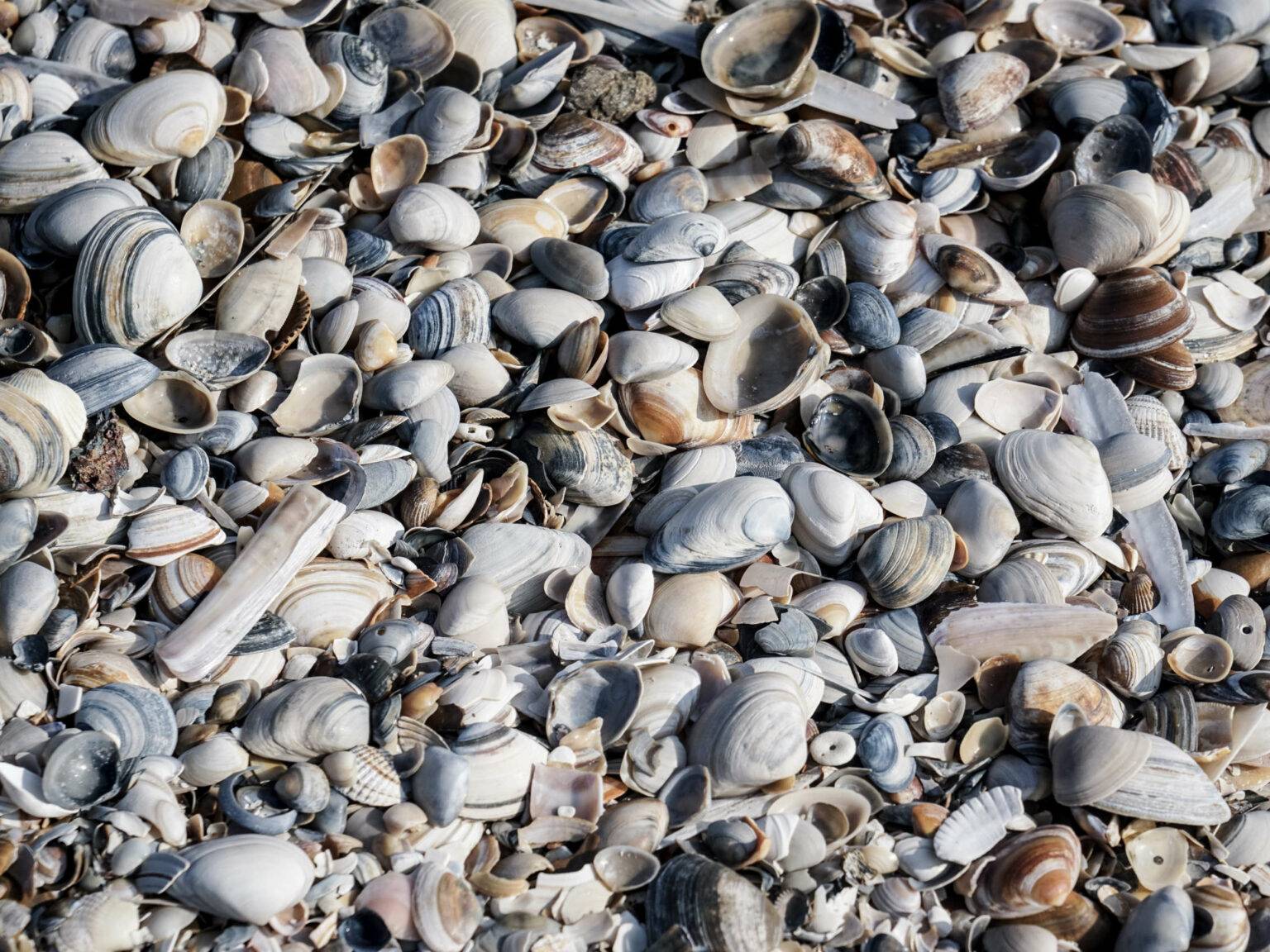 Viele verschiedene Arten von Muscheln am Strand
