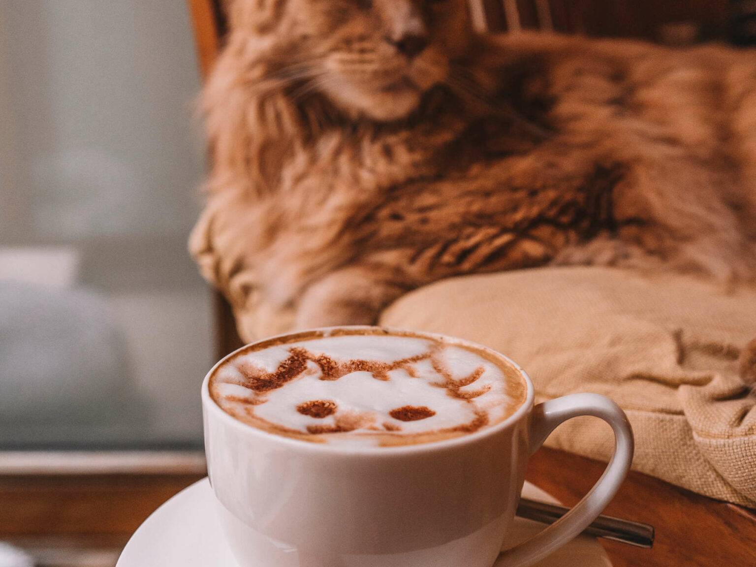 Eine Tasse Cappucino und eine Katze im Katzencafé Wien