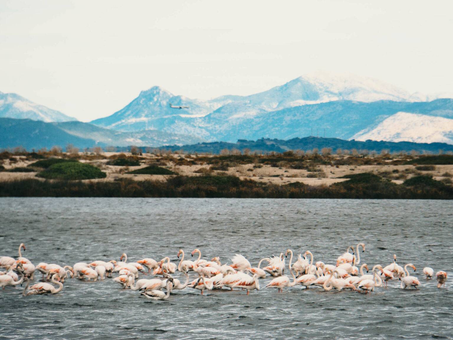 Auf dem Meer bewegt sich ein ganzer Schwarm von hellrosa Flamingos, hinter ihnen bietet sich ein blaues Bergpanorama, das hinter den Wolken verschwindet.