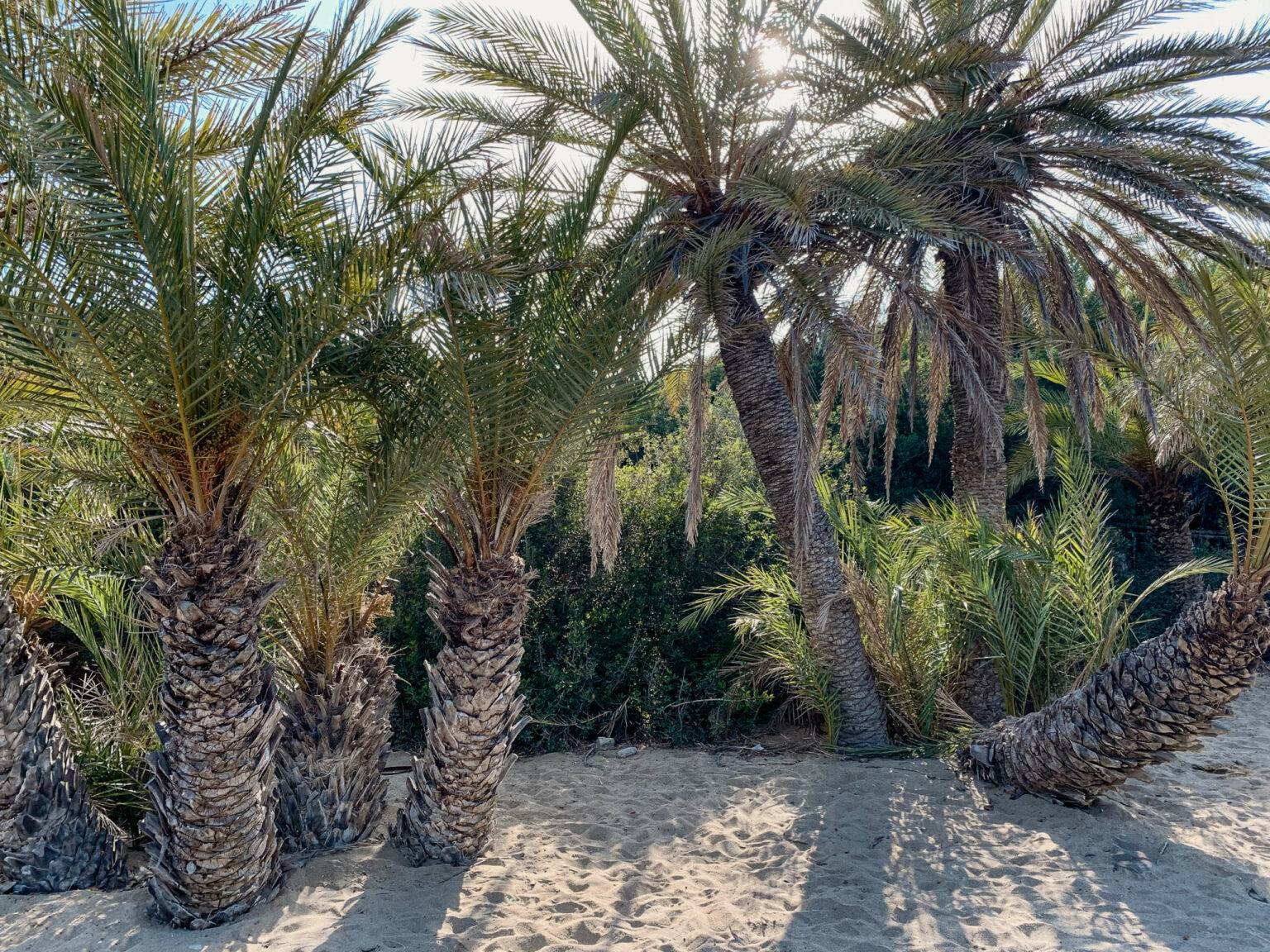 Geheimtipp an der Ostküste der griechischen Insel Kreta: Der von Palmen gesäumte Sandstrand Vai.