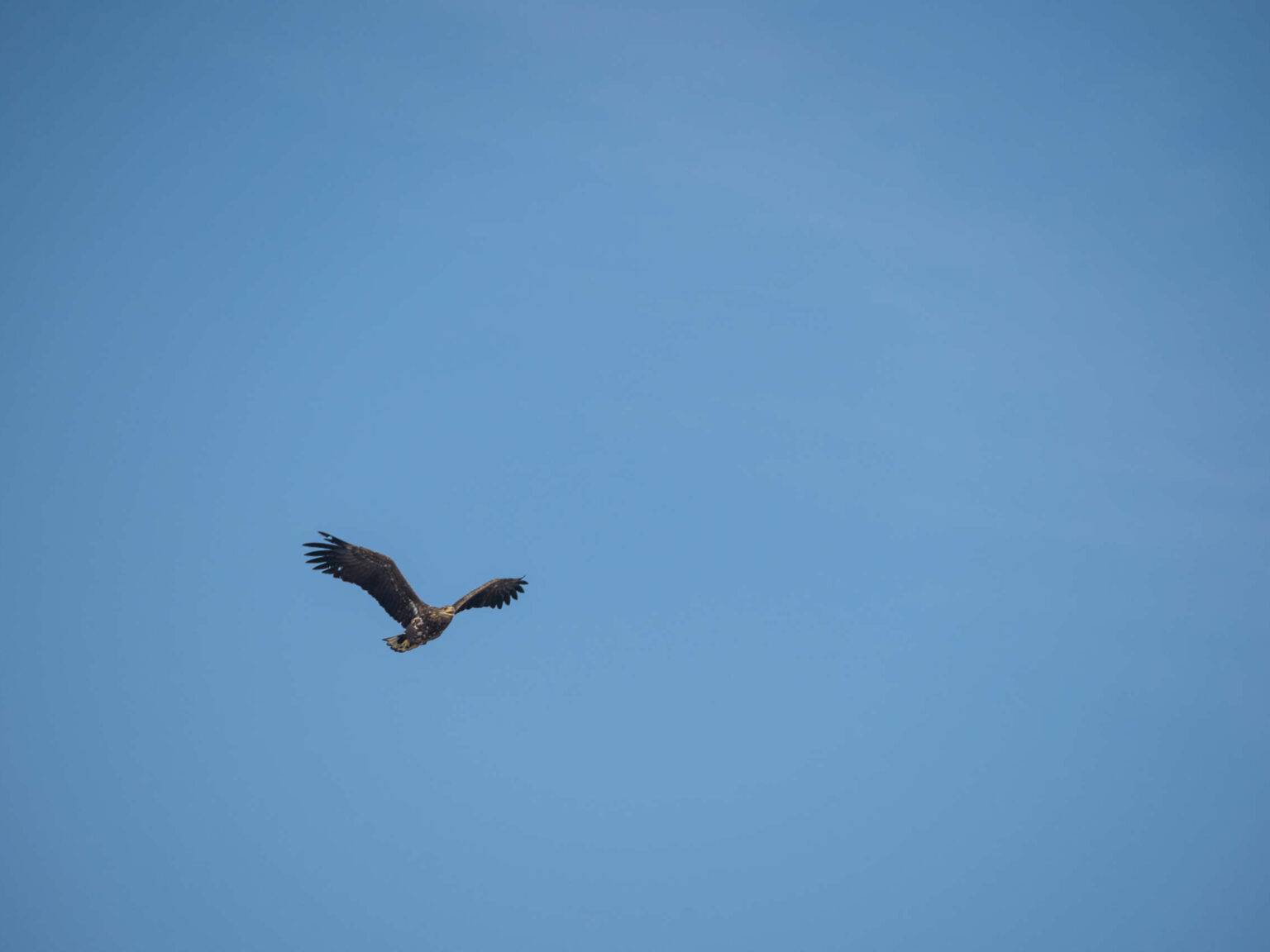 Am strahlend blauen wolkenlosen Himmel fliegt mit gespreizten Flügeln ein schwarzer Seeadler